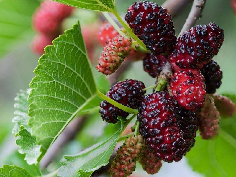 Шелковица купить саженцы из питомнике в Сосновом Бору