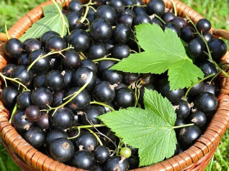 Смородина купить саженцы из питомника в Сосновом Бору
