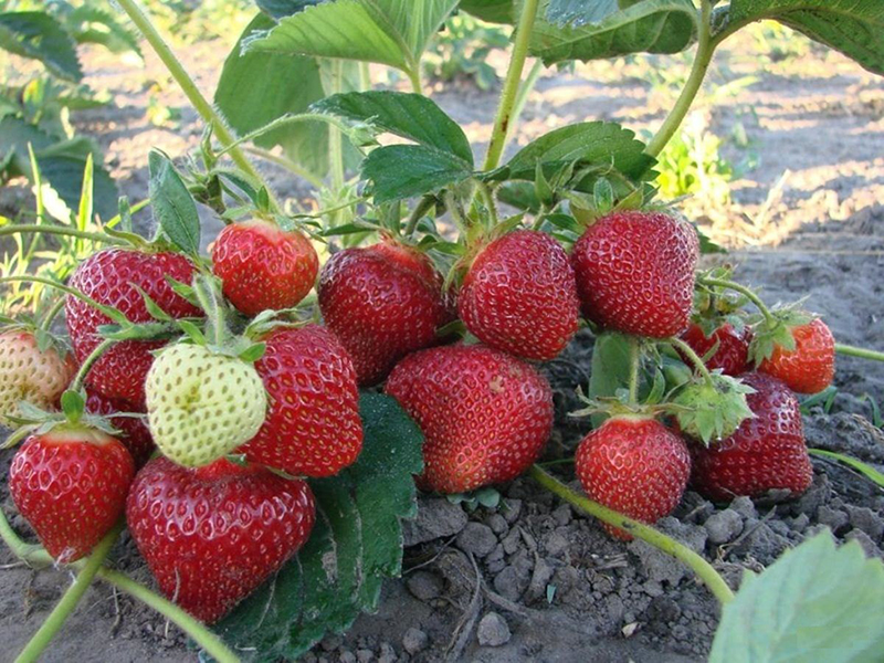 Клубника купить саженцы из питомника в Сосновом Бору