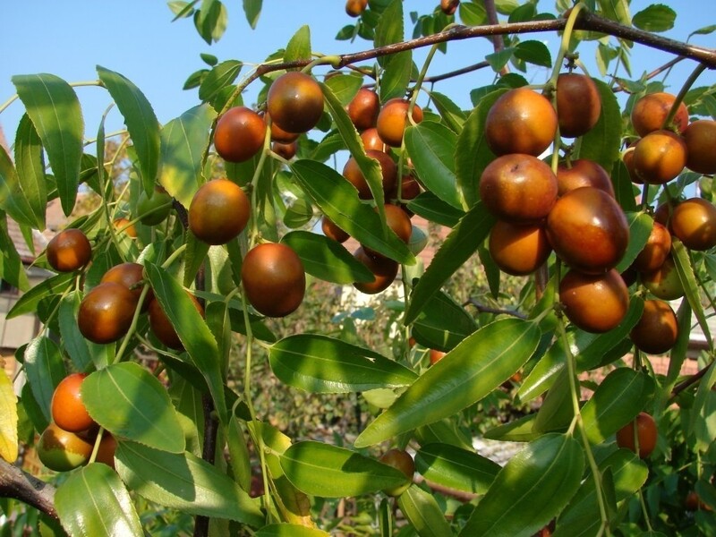 Зизифус купить саженцы из питомника в Сосновом Бору