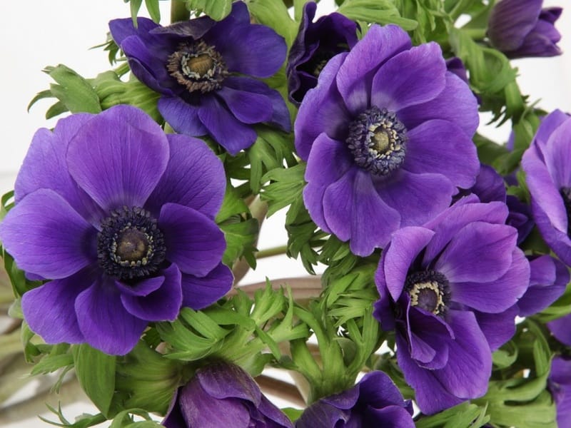 Анемона купить саженцы из питомнике в Сосновом Бору