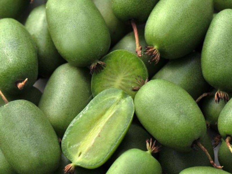 Актинидия купить саженцы из питомнике в Сосновом Бору