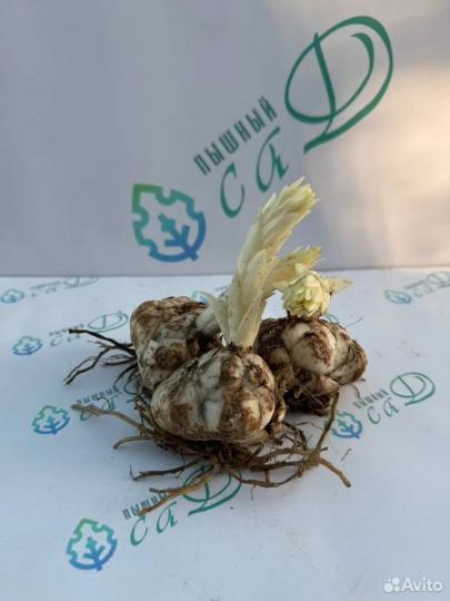 Лилия "СНОУБОРД" 3 штуки (размер 18/20)