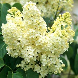 Сирень Примроуз